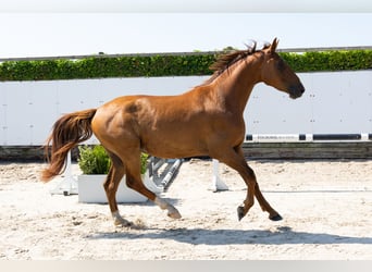 KWPN, Wallach, 4 Jahre, 167 cm, Fuchs