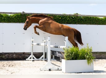 KWPN, Wallach, 4 Jahre, 167 cm, Fuchs