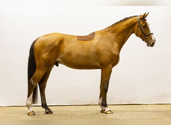 KWPN, Wallach, 4 Jahre, 167 cm, Hellbrauner