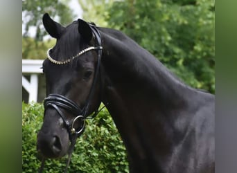 KWPN, Wallach, 4 Jahre, 167 cm, Rappe