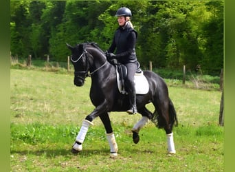 KWPN, Wallach, 4 Jahre, 167 cm, Rappe