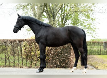 KWPN, Wallach, 4 Jahre, 167 cm, Rappe