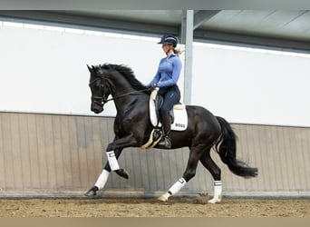 KWPN, Wallach, 4 Jahre, 167 cm, Rappe