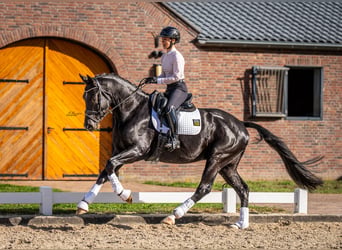 KWPN, Wallach, 4 Jahre, 167 cm, Rappe