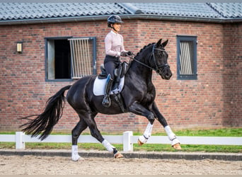 KWPN, Wallach, 4 Jahre, 167 cm, Rappe