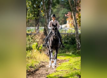 KWPN, Wallach, 4 Jahre, 167 cm, Rappe