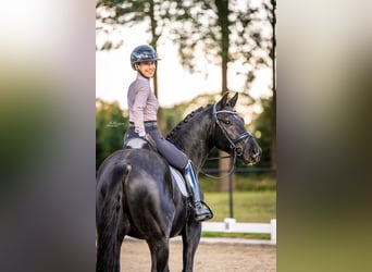 KWPN, Wallach, 4 Jahre, 167 cm, Rappe