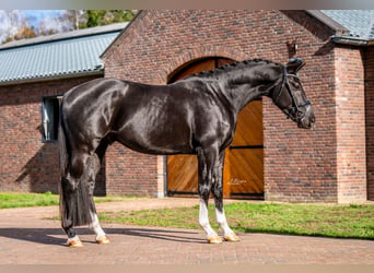 KWPN, Wallach, 4 Jahre, 167 cm, Rappe