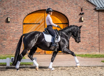 KWPN, Wallach, 4 Jahre, 167 cm, Rappe