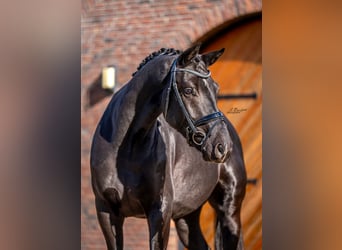 KWPN, Wallach, 4 Jahre, 167 cm, Rappe