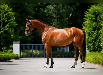 KWPN, Wallach, 4 Jahre, 167 cm, Rotbrauner