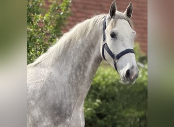 KWPN, Wallach, 4 Jahre, 167 cm, Schimmel