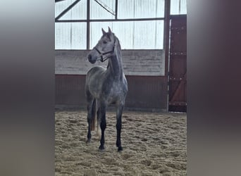 KWPN, Wallach, 4 Jahre, 167 cm, Schimmel