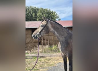 KWPN, Wallach, 4 Jahre, 167 cm, Schimmel