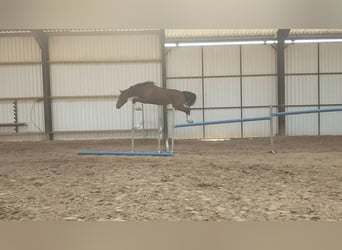 KWPN, Wallach, 4 Jahre, 167 cm, Schwarzbrauner