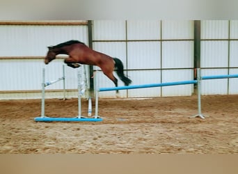 KWPN, Wallach, 4 Jahre, 167 cm, Schwarzbrauner