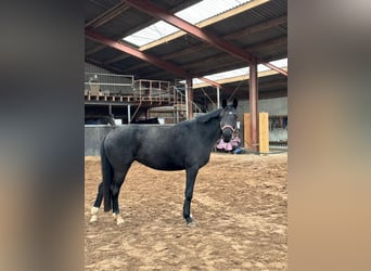 KWPN, Wallach, 4 Jahre, 167 cm, Schwarzbrauner