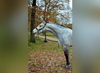 KWPN, Wallach, 4 Jahre, 167 cm