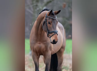 KWPN, Wallach, 4 Jahre, 168 cm, Brauner