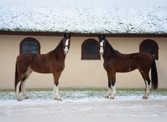 KWPN, Wallach, 4 Jahre, 168 cm, Brauner