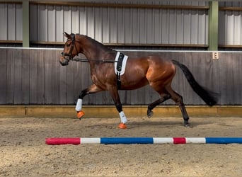KWPN, Wallach, 4 Jahre, 168 cm, Dunkelbrauner