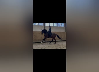 KWPN, Wallach, 4 Jahre, 168 cm, Dunkelbrauner