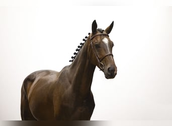 KWPN, Wallach, 4 Jahre, 168 cm, Dunkelbrauner