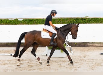 KWPN, Wallach, 4 Jahre, 168 cm, Dunkelbrauner