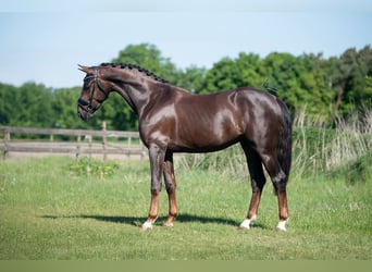 KWPN, Wallach, 4 Jahre, 168 cm, Dunkelfuchs