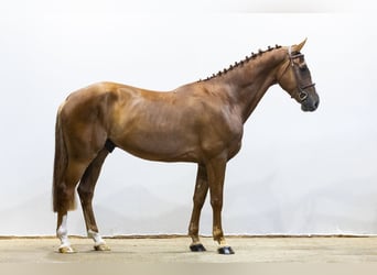 KWPN, Wallach, 4 Jahre, 168 cm, Fuchs