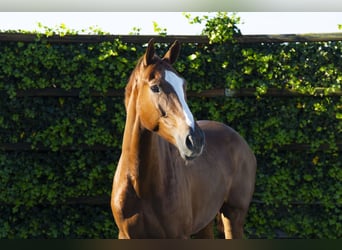 KWPN, Wallach, 4 Jahre, 168 cm, Fuchs