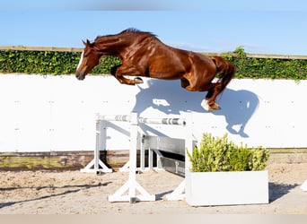 KWPN, Wallach, 4 Jahre, 168 cm, Fuchs