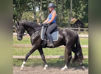 KWPN, Wallach, 4 Jahre, 168 cm, Rappe