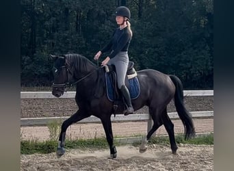 KWPN, Wallach, 4 Jahre, 168 cm, Rappe
