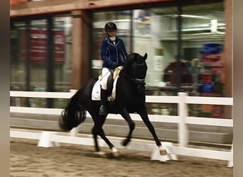 KWPN, Wallach, 4 Jahre, 168 cm, Rappe
