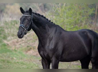 KWPN, Wallach, 4 Jahre, 168 cm, Rappe