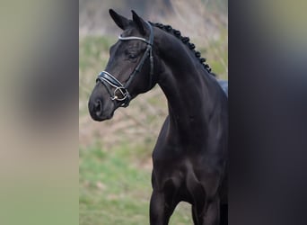 KWPN, Wallach, 4 Jahre, 168 cm, Rappe