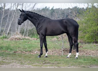 KWPN, Wallach, 4 Jahre, 168 cm, Rappe