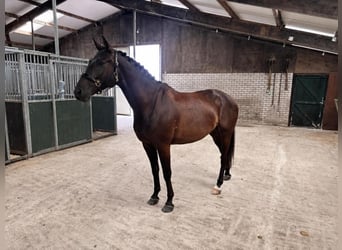 KWPN, Wallach, 4 Jahre, 168 cm, Rappe