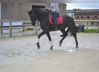 KWPN, Wallach, 4 Jahre, 168 cm, Schwarzbrauner