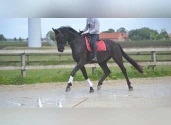 KWPN, Wallach, 4 Jahre, 168 cm, Schwarzbrauner