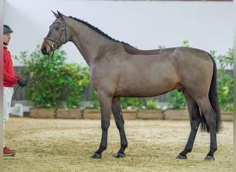 KWPN, Wallach, 4 Jahre, 169 cm, Brauner