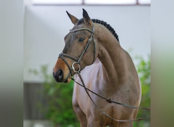 KWPN, Wallach, 4 Jahre, 169 cm, Brauner