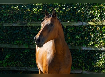 KWPN, Wallach, 4 Jahre, 169 cm, Brauner