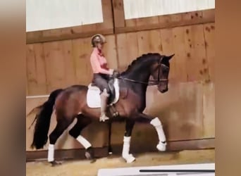 KWPN, Wallach, 4 Jahre, 169 cm, Dunkelbrauner