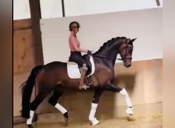 KWPN, Wallach, 4 Jahre, 169 cm, Dunkelbrauner