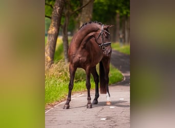 KWPN, Wallach, 4 Jahre, 169 cm, Dunkelbrauner