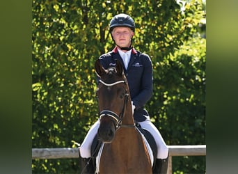 KWPN, Wallach, 4 Jahre, 169 cm, Dunkelbrauner