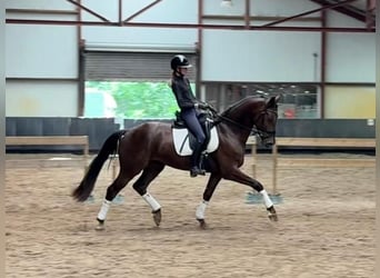 KWPN, Wallach, 4 Jahre, 169 cm, Dunkelfuchs