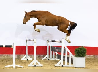 KWPN, Wallach, 4 Jahre, 169 cm, Fuchs